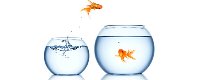 Fish Upgrading.jpg